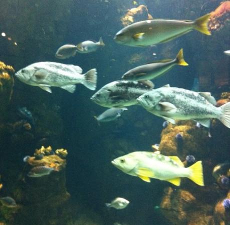 California Academy of Sciences